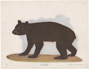 Black Bear